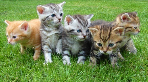 kittens-cat-cat-puppy-rush-45170